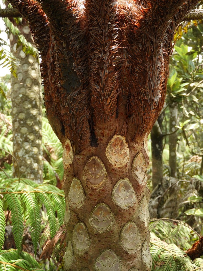 Cyathea catacampta photo 2