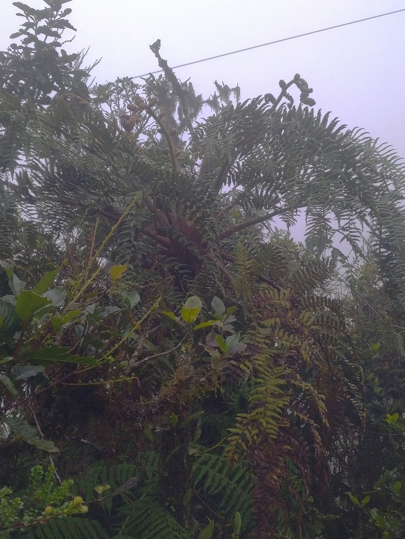 Cyathea catacampta photo 3