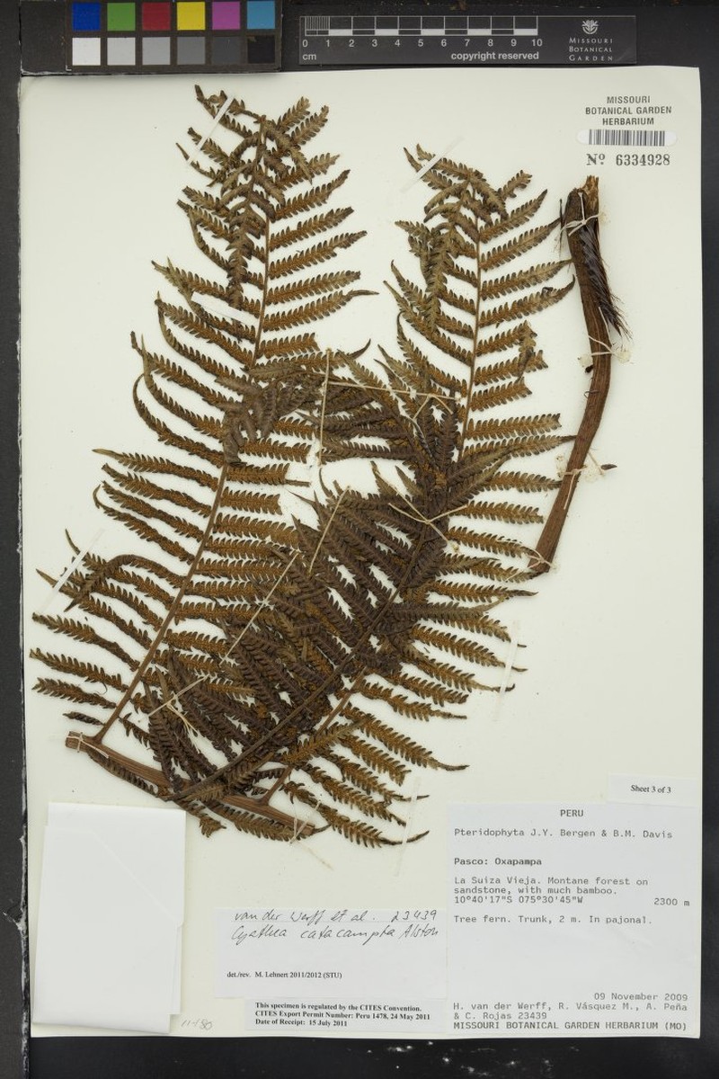 Cyathea catacampta photo 4