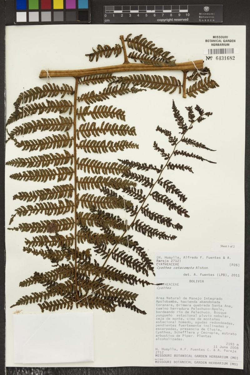 Cyathea catacampta photo 5