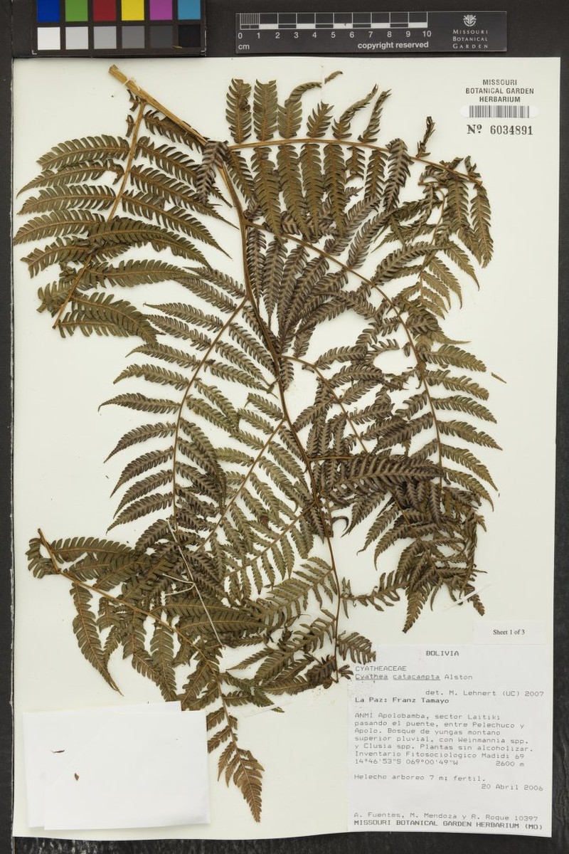 Cyathea catacampta photo 6
