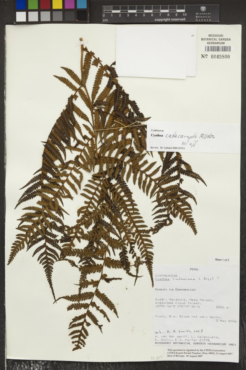 Cyathea catacampta photo 7