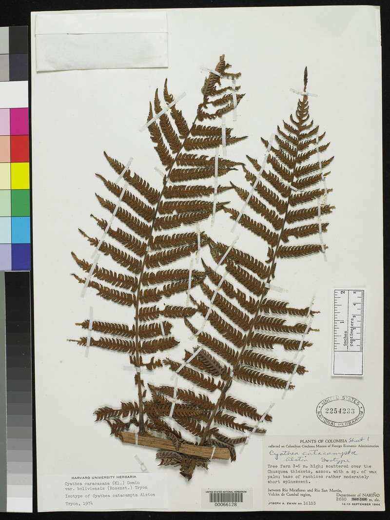 Cyathea catacampta