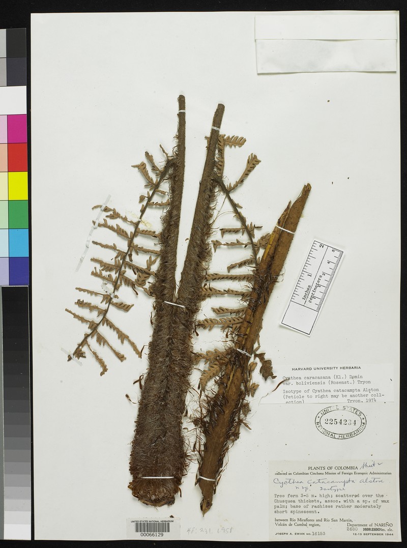 Cyathea catacampta photo 8