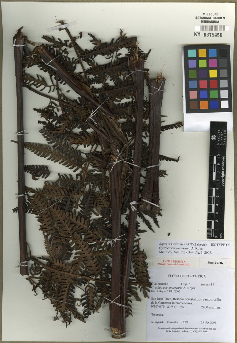 Cyathea cervantesiana