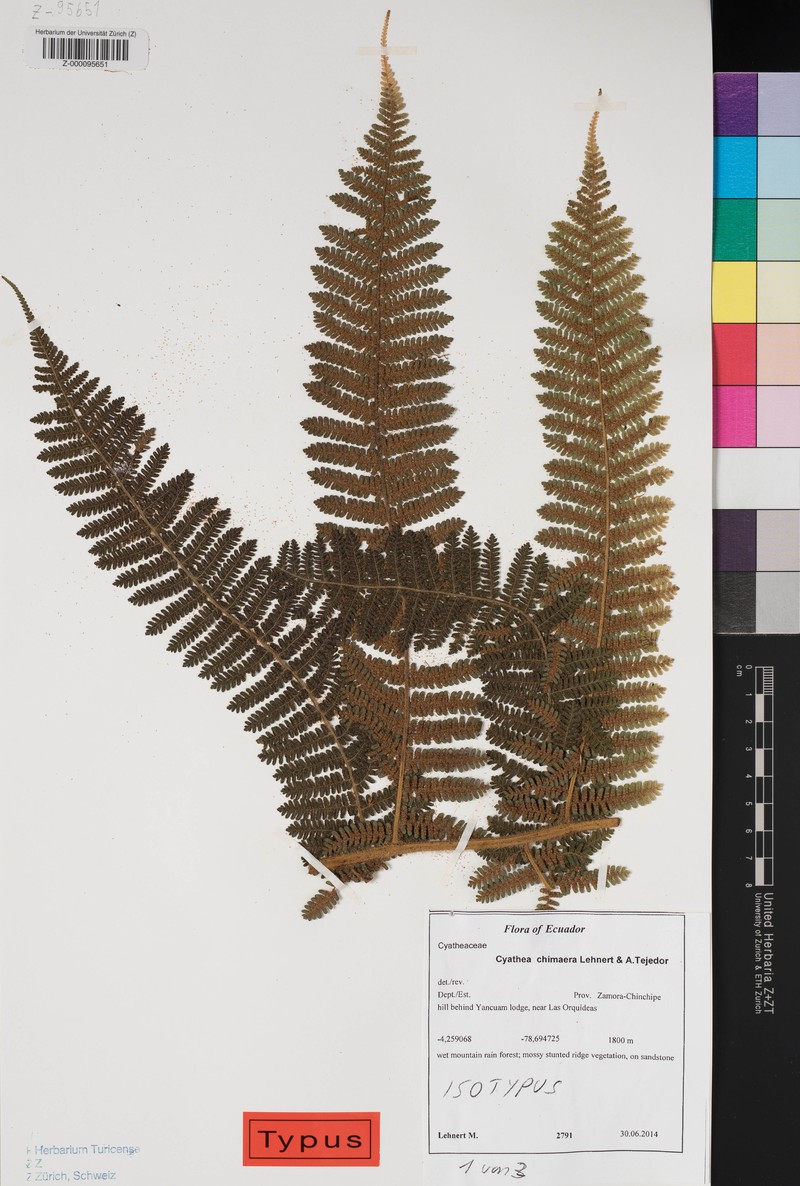 Cyathea chimaera
