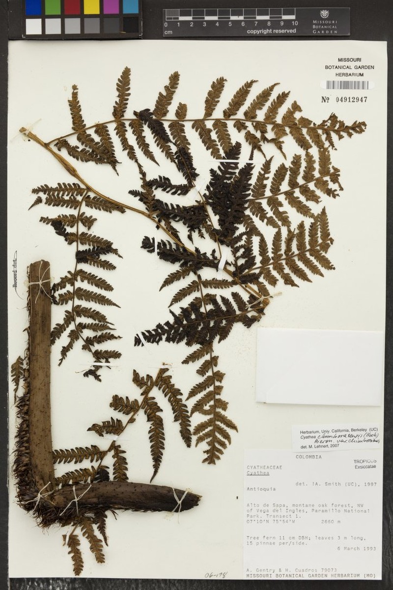 Cyathea chimborazensis