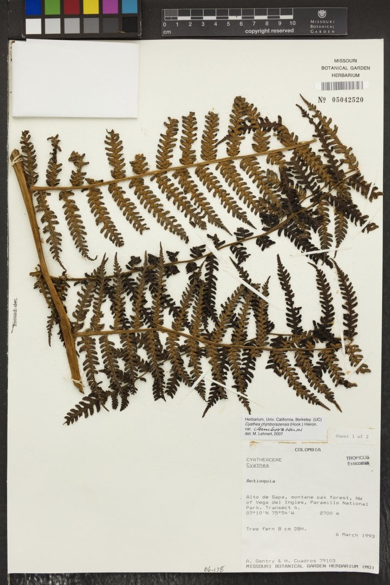 Cyathea chimborazensis photo 2