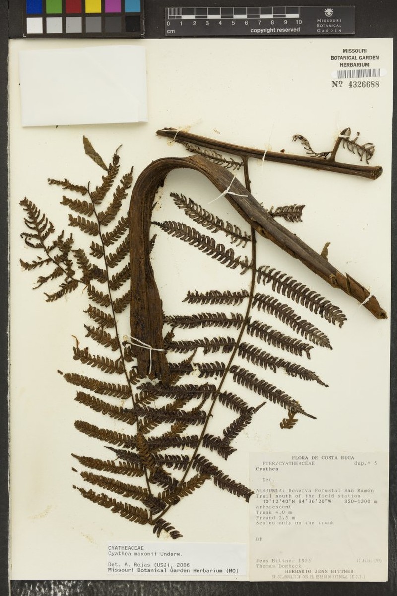Cyathea chimborazensis photo 3