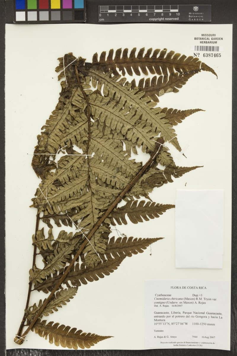 Cyathea chiricana photo 2