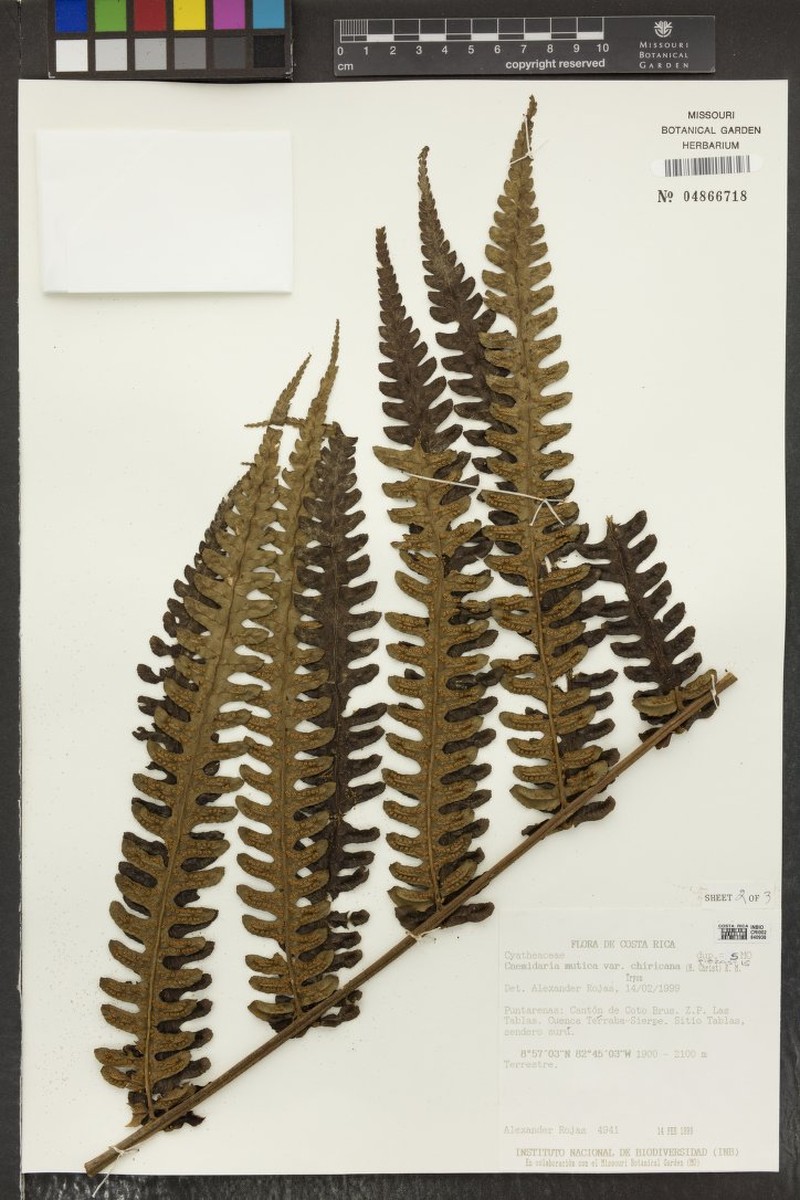 Cyathea chiricana photo 4