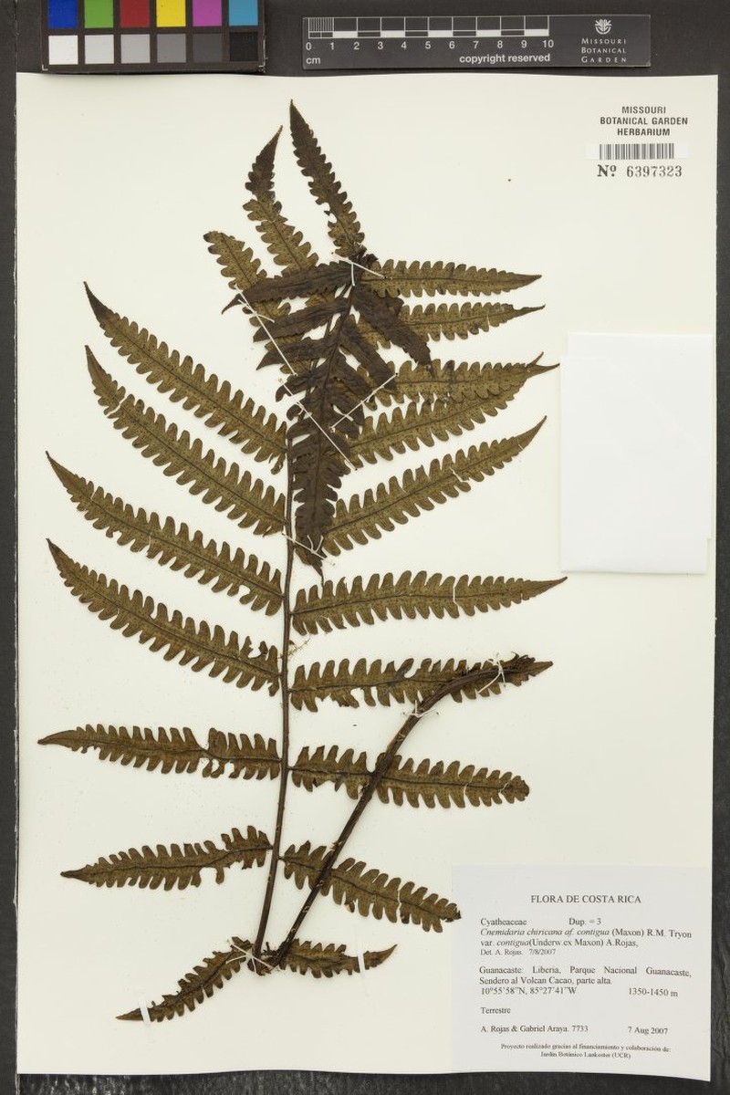 Cyathea chiricana var. contigua