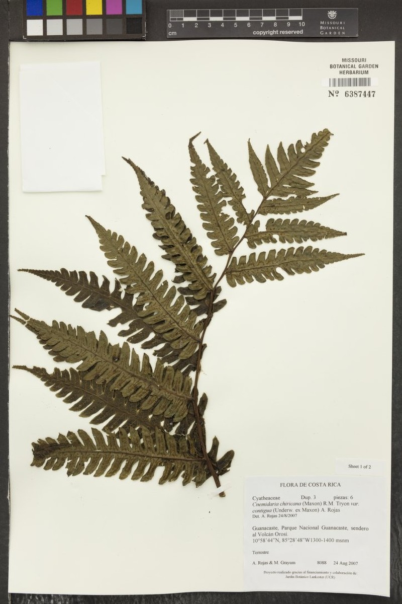 Cyathea chiricana var. contigua photo 2