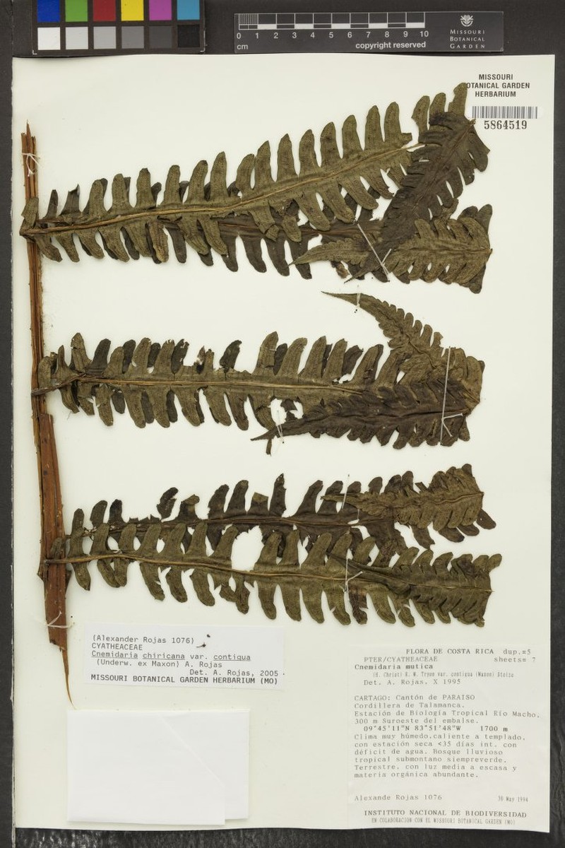Cyathea chiricana var. contigua photo 3