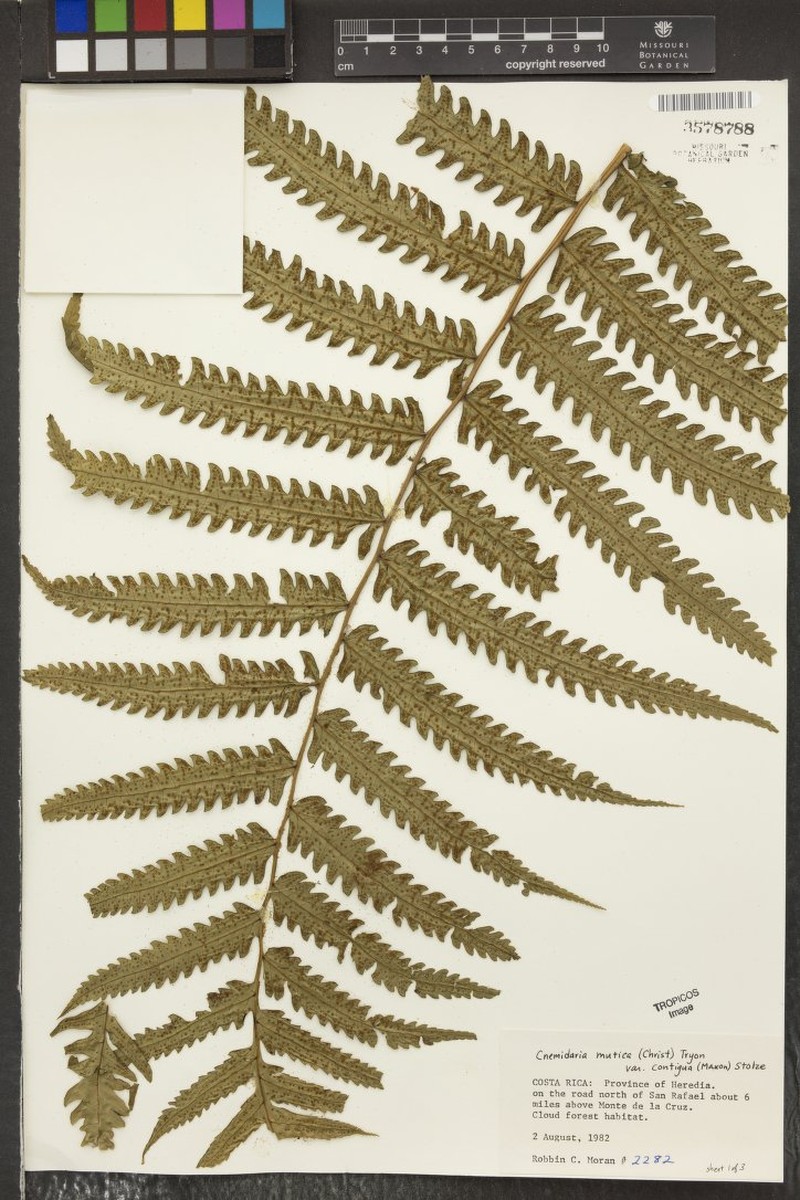 Cyathea chiricana var. contigua photo 4