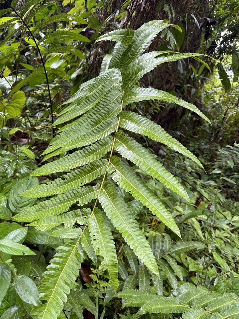 Cyathea chocoensis