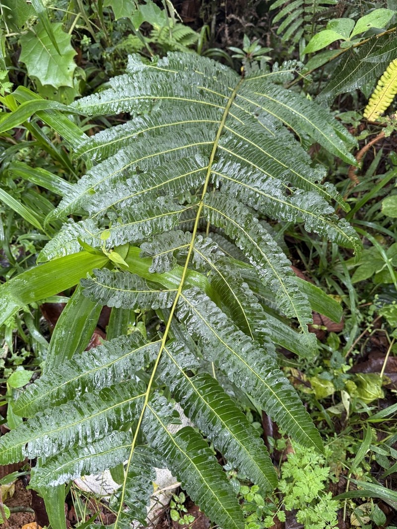 Cyathea chocoensis photo 2
