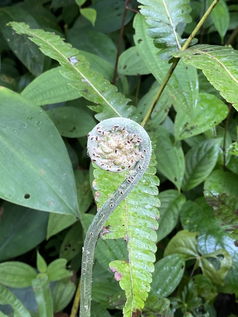 Cyathea chocoensis photo 3