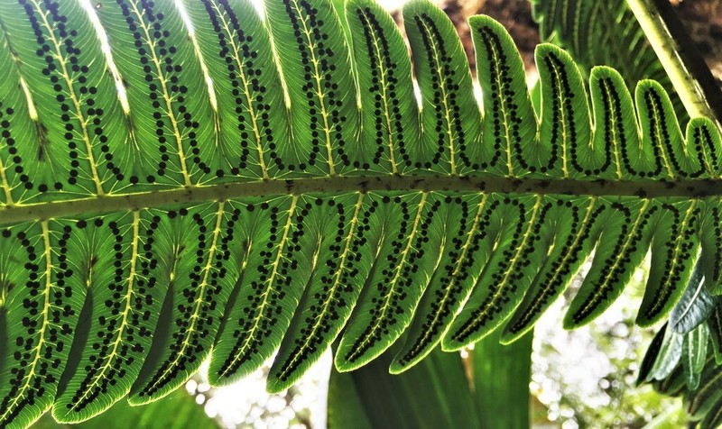 Cyathea chocoensis photo 4