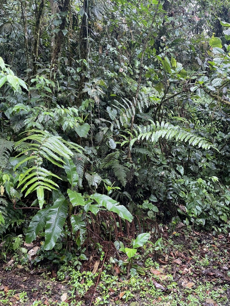 Cyathea chocoensis photo 5