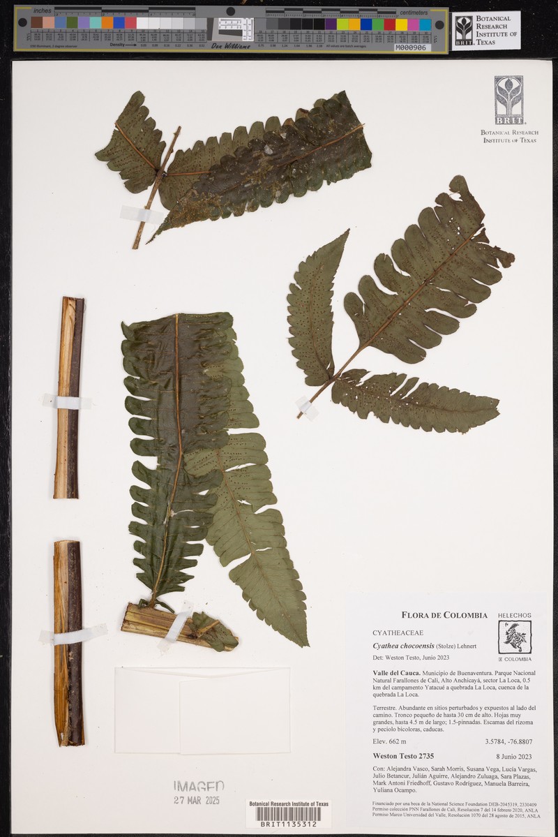 Cyathea chocoensis photo 7