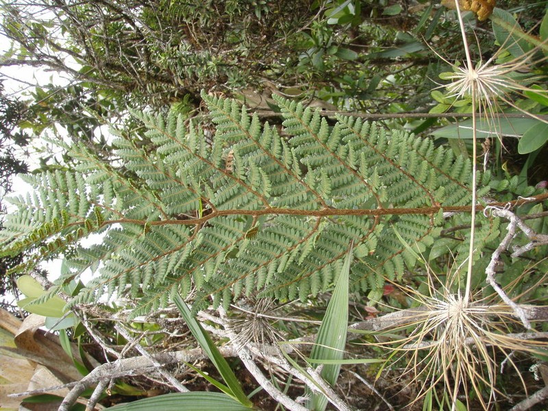 Cyathea chontilla