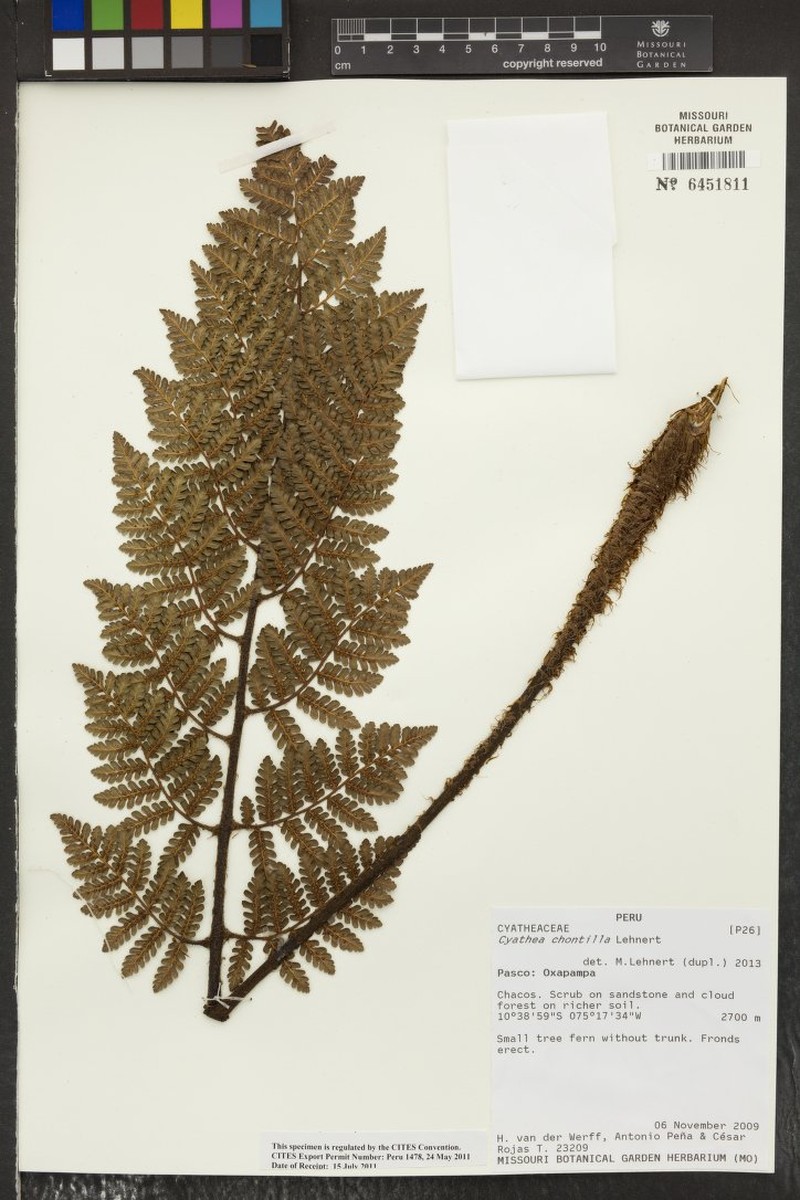 Cyathea chontilla photo 2