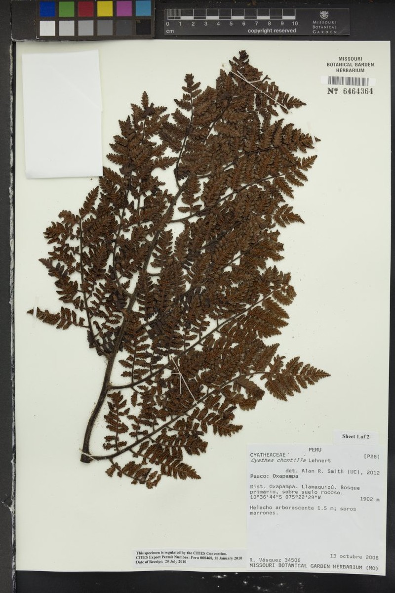 Cyathea chontilla photo 3