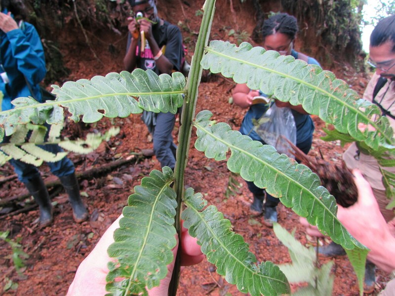 Cyathea choricarpa