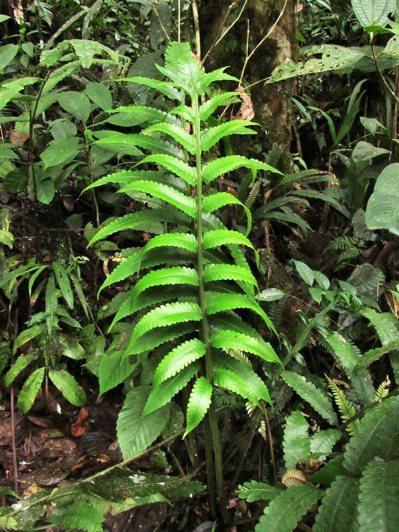 Cyathea choricarpa photo 2