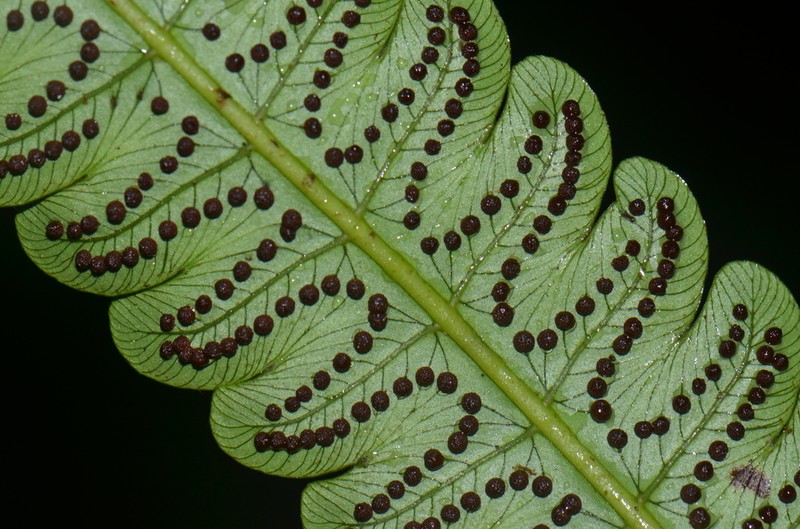 Cyathea choricarpa photo 3