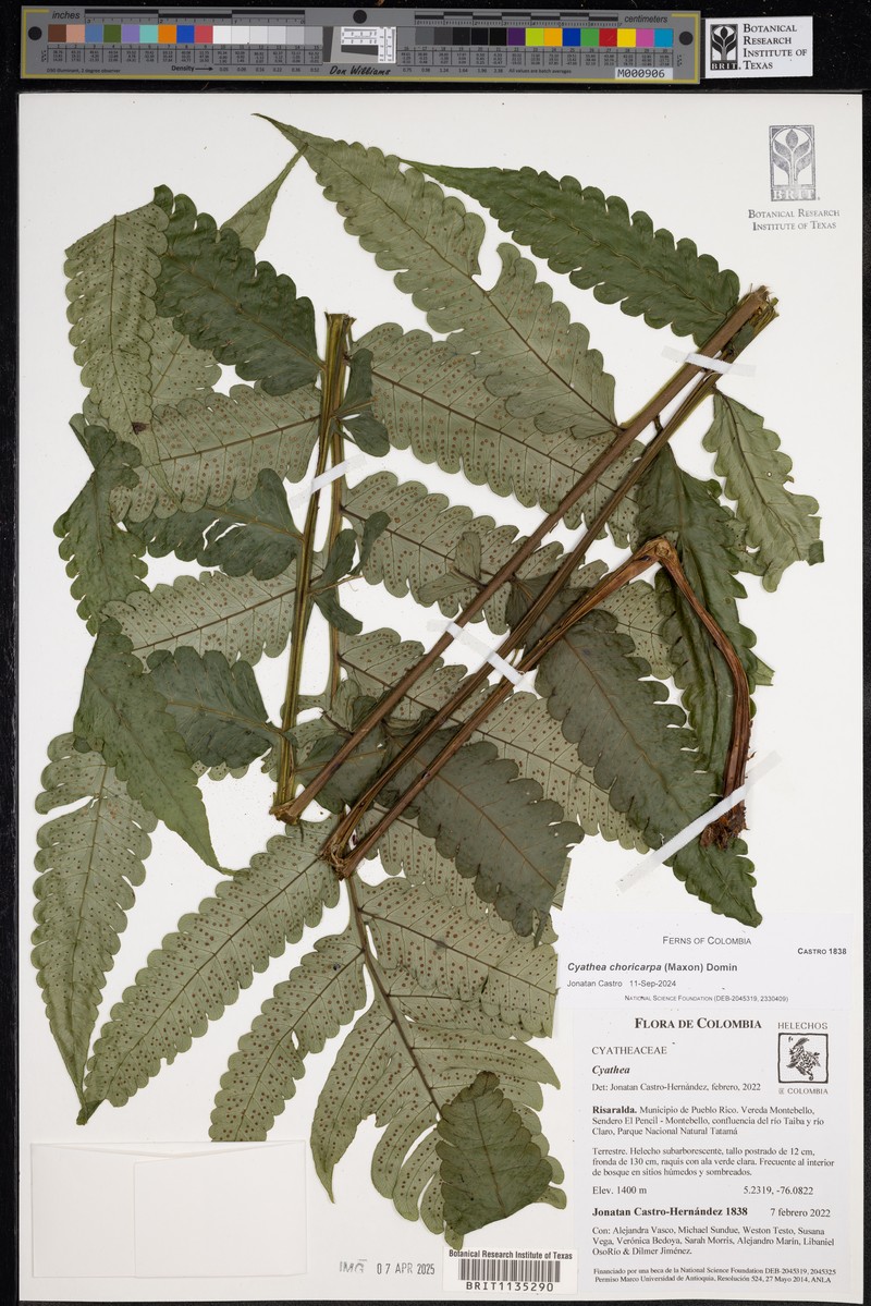 Cyathea choricarpa photo 4