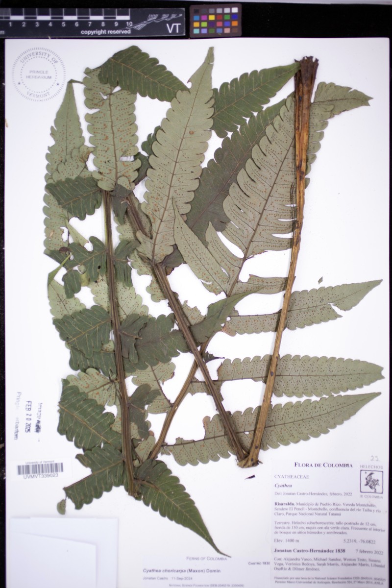 Cyathea choricarpa photo 5
