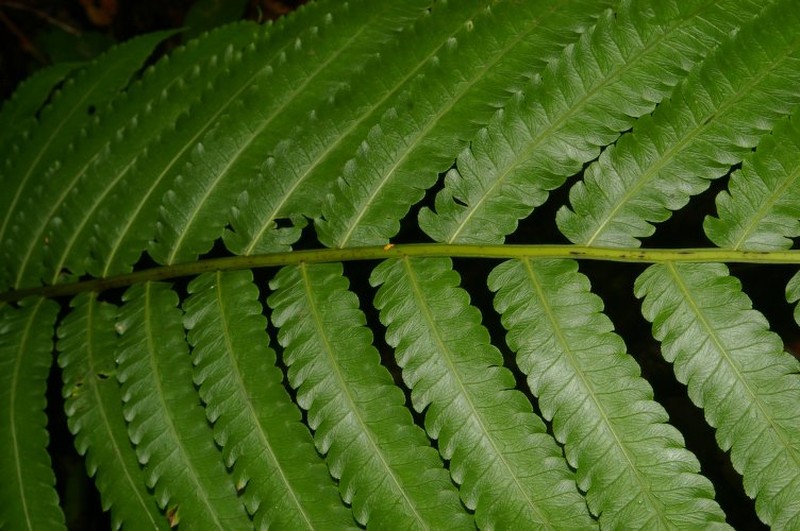 Cyathea choricarpa photo 6