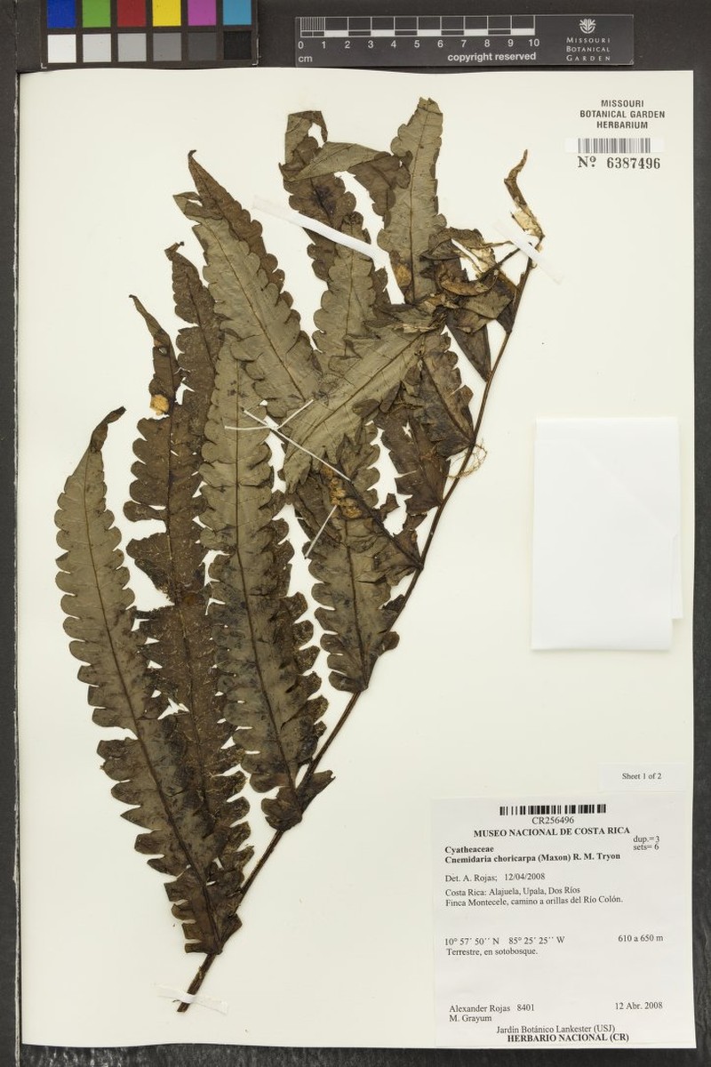 Cyathea choricarpa photo 7