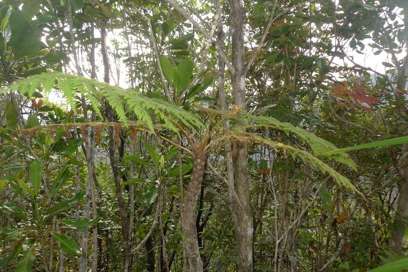 Cyathea cicatricosa