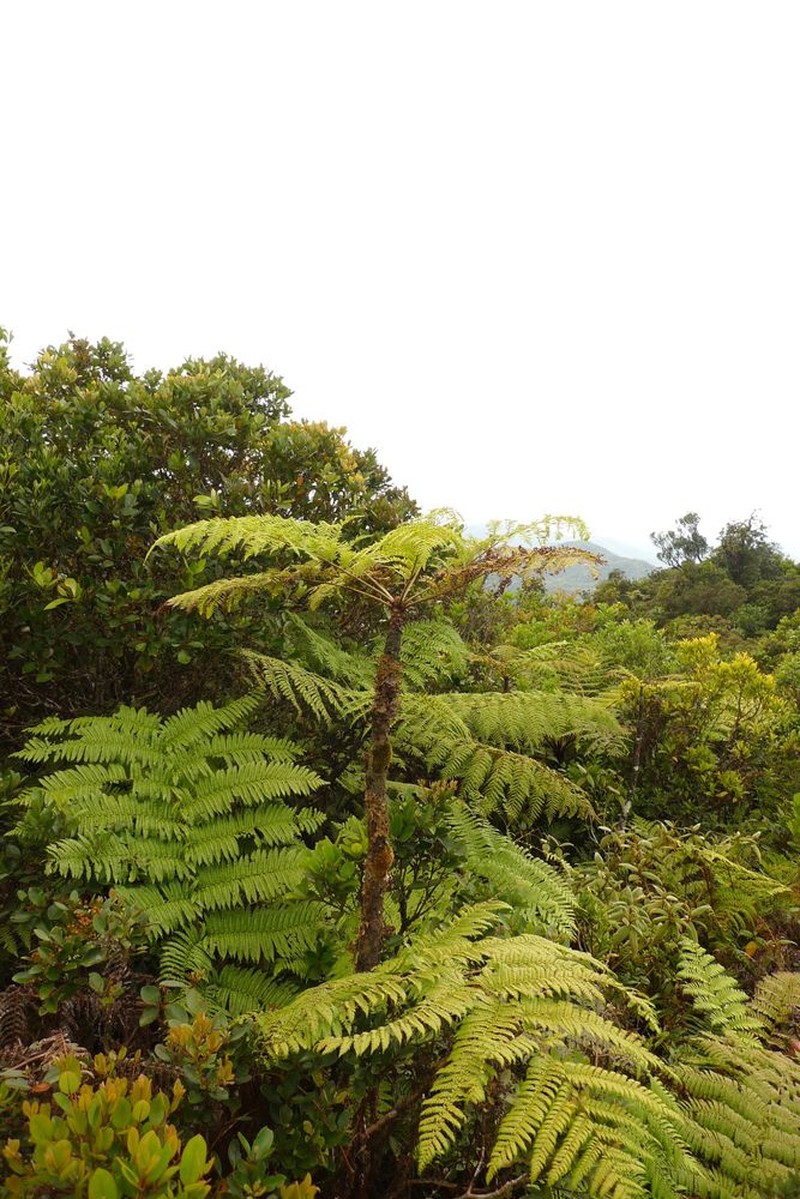 Cyathea cicatricosa photo 2