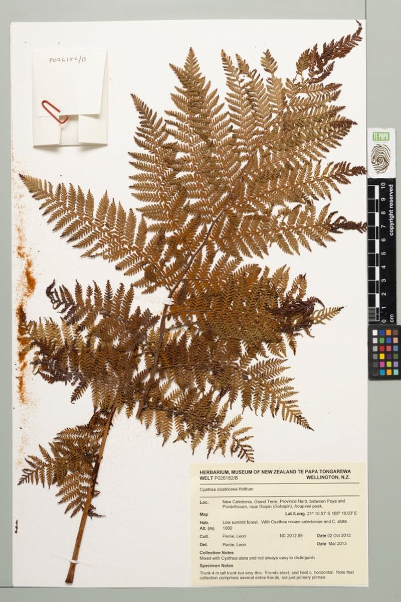 Cyathea cicatricosa photo 3