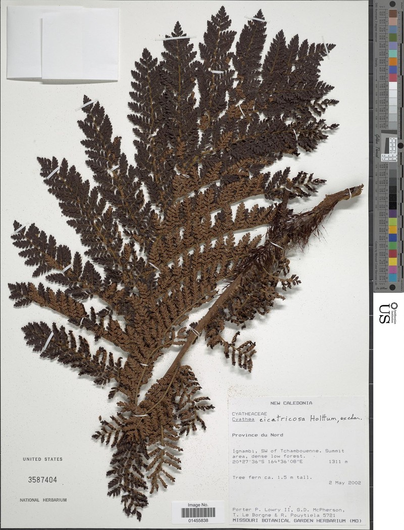 Cyathea cicatricosa photo 4