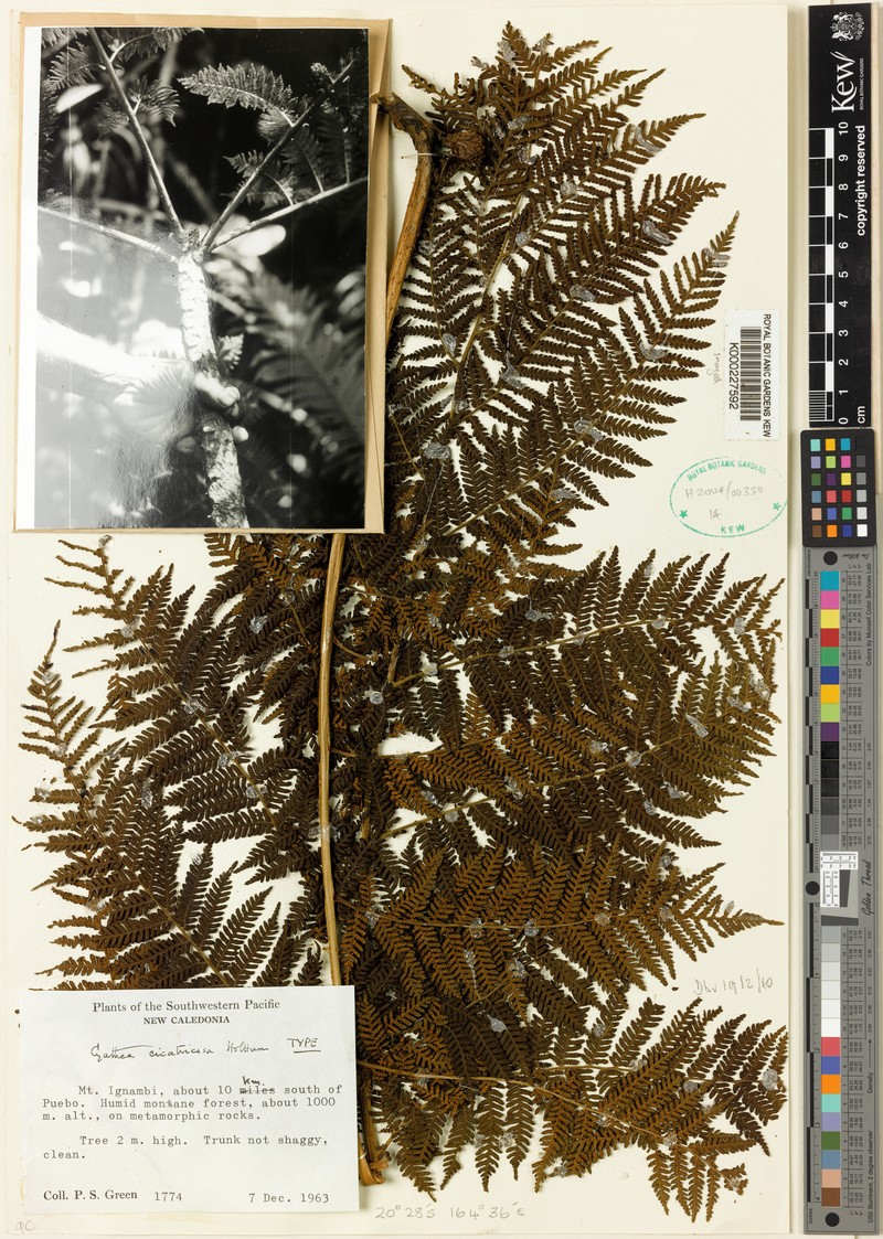 Cyathea cicatricosa photo 5