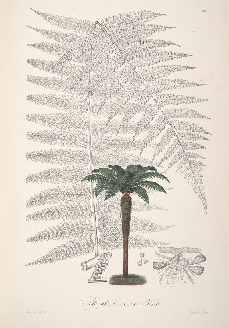 Cyathea clandestina