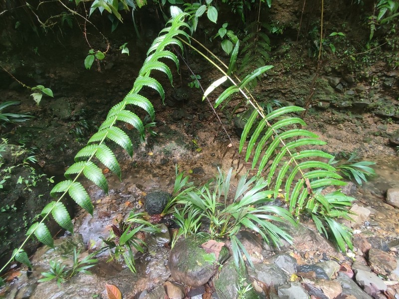 Cyathea cnemidaria