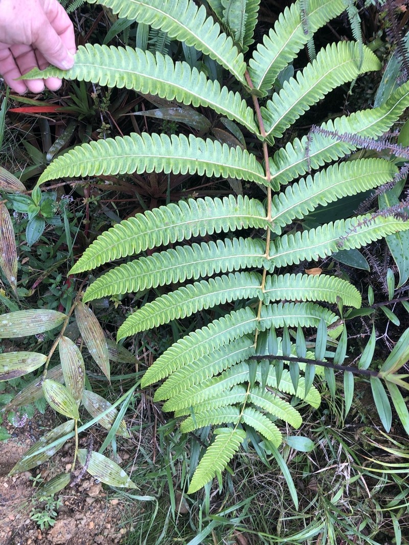 Cyathea cnemidaria photo 2