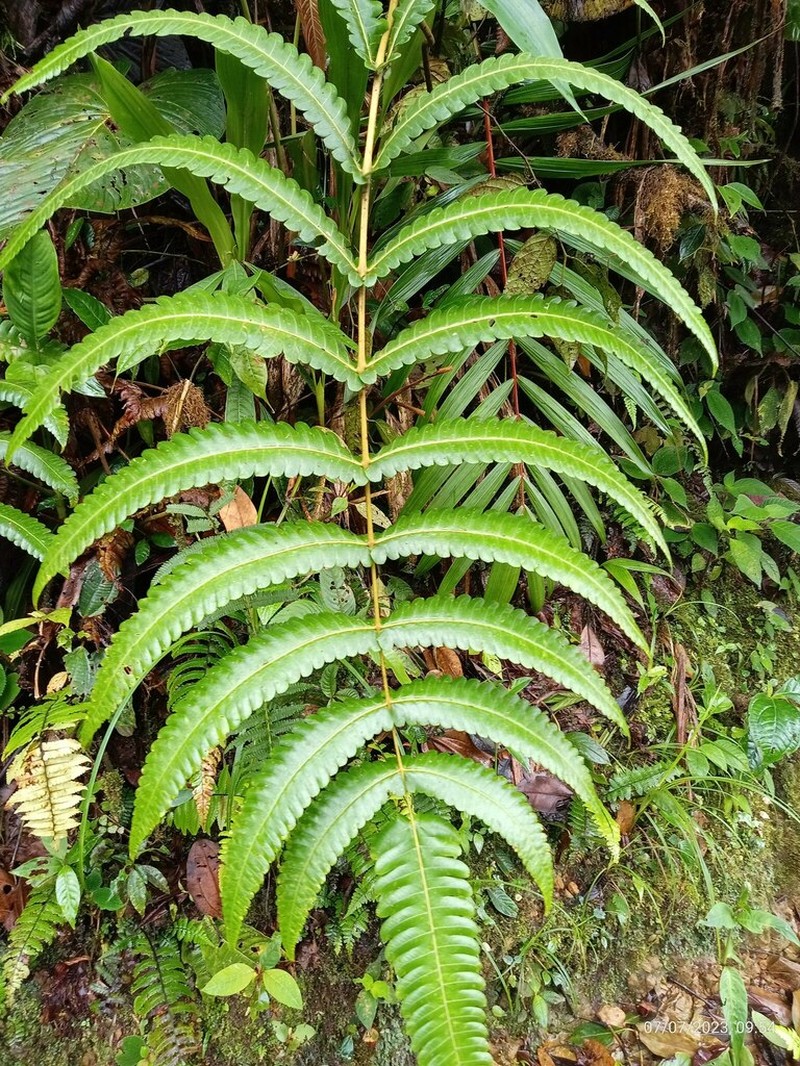 Cyathea cnemidaria photo 3