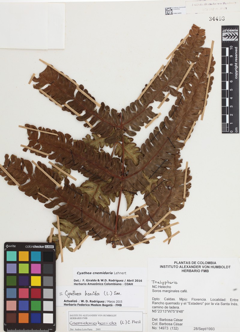 Cyathea cnemidaria photo 5