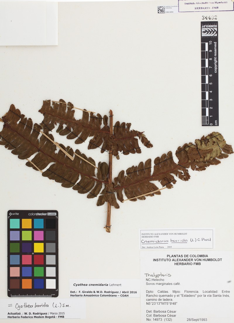 Cyathea cnemidaria photo 6