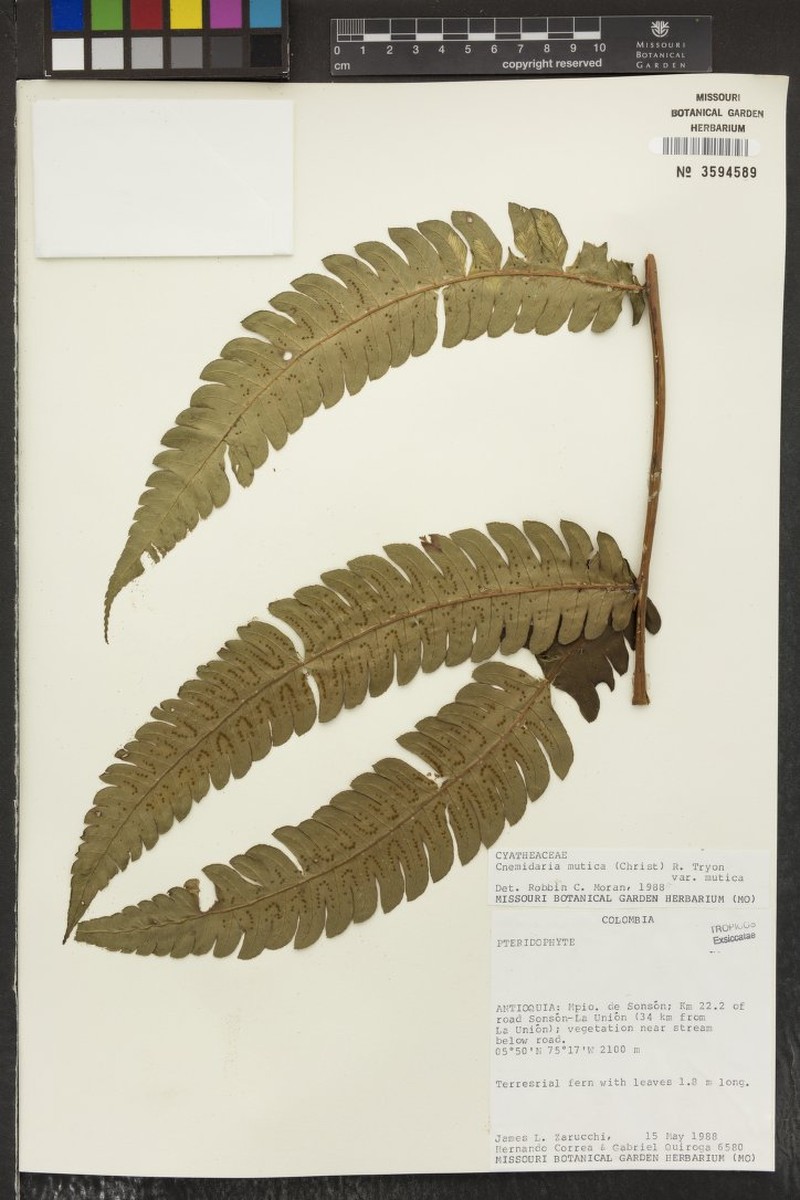 Cyathea cnemidaria photo 7