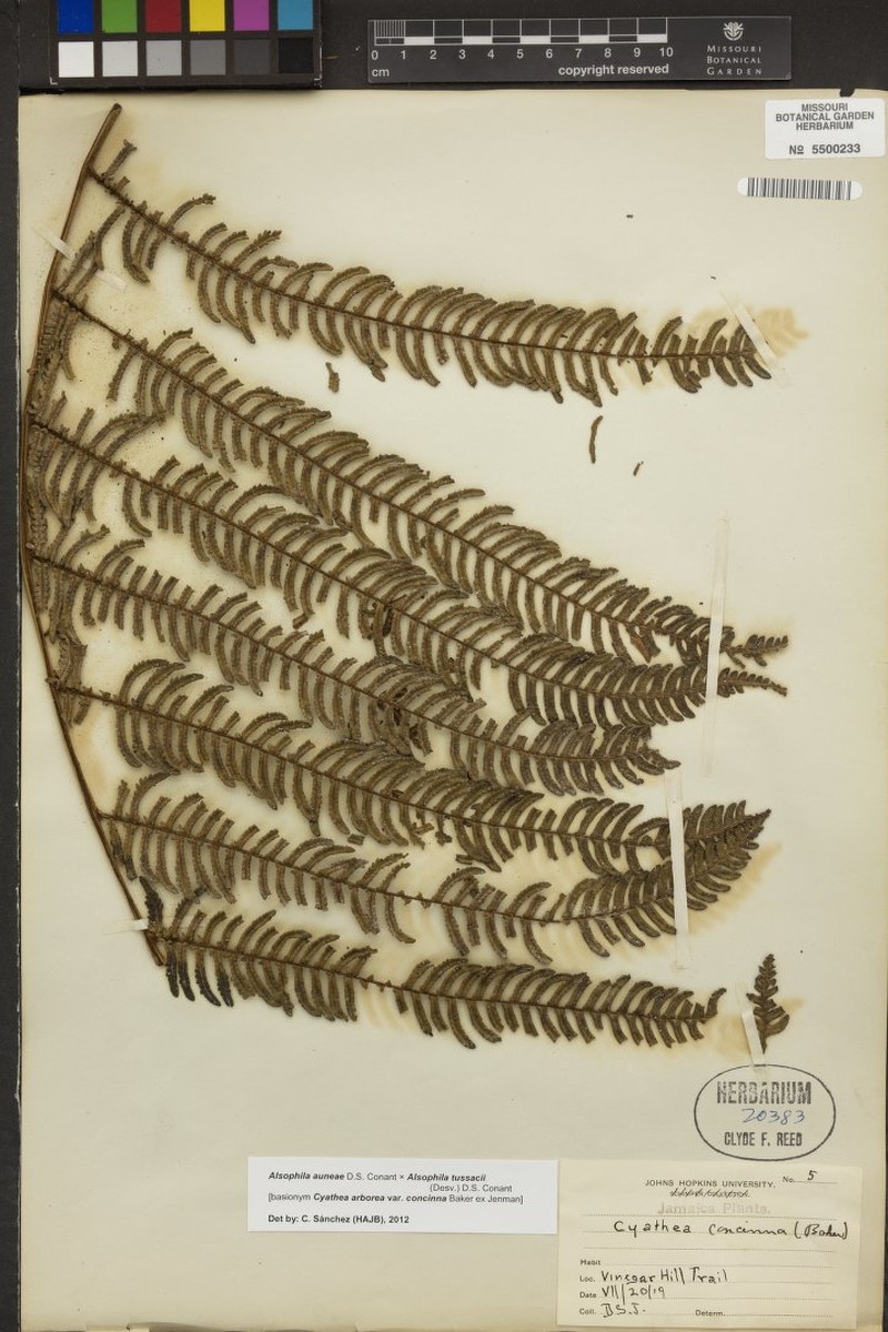 Cyathea concinna