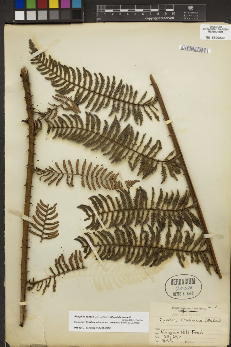 Cyathea concinna photo 2