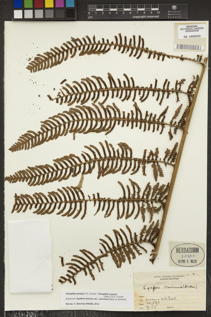 Cyathea concinna photo 3